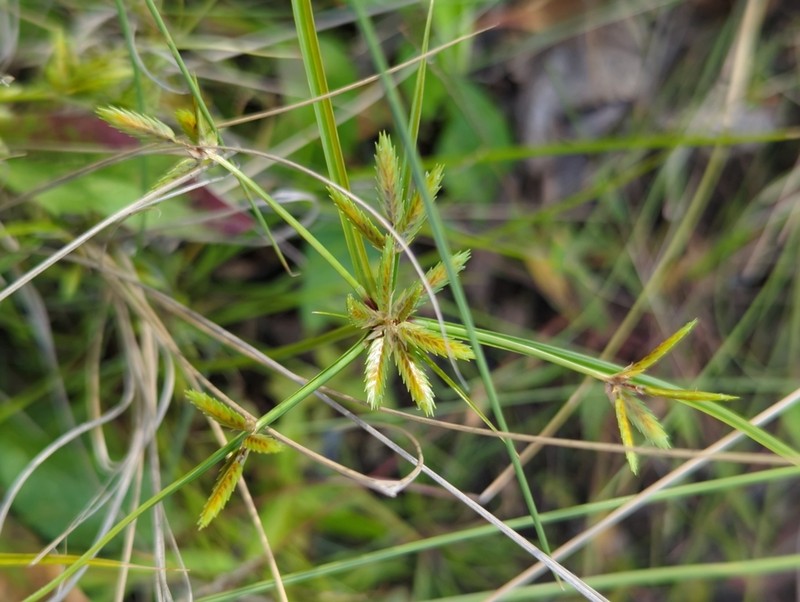 Poorland Flatsedge