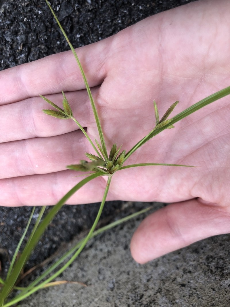 Poorland Flatsedge photo 4