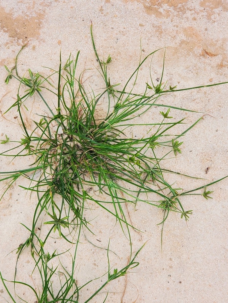 Poorland Flatsedge photo 5