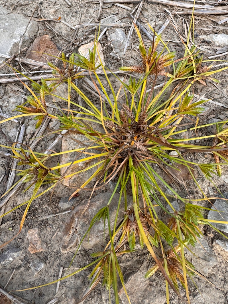 Poorland Flatsedge photo 6