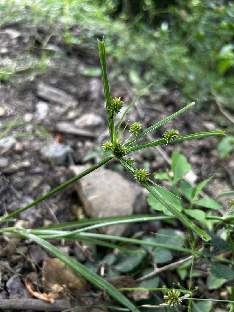 West Indian Flatsedge