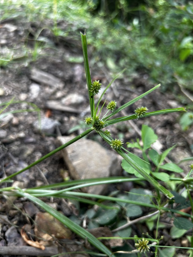 West Indian Flatsedge photo 2