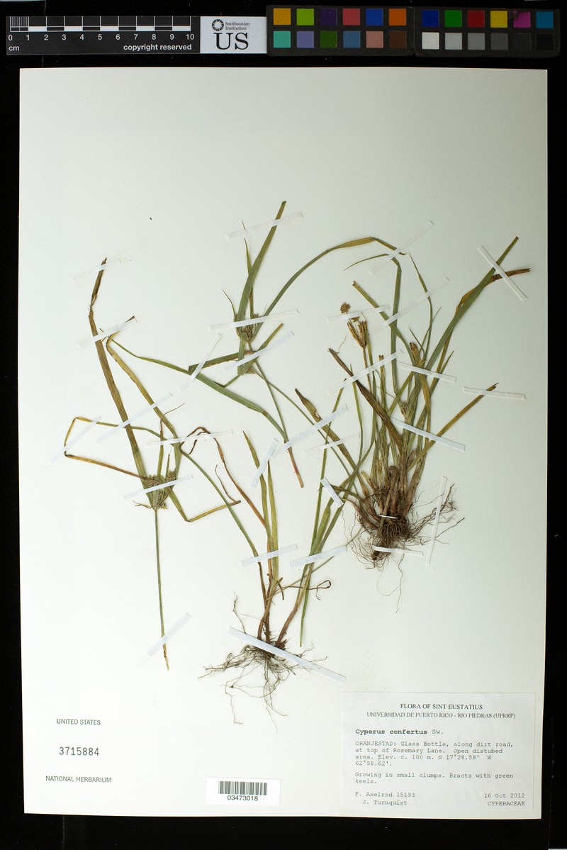 West Indian Flatsedge photo 3