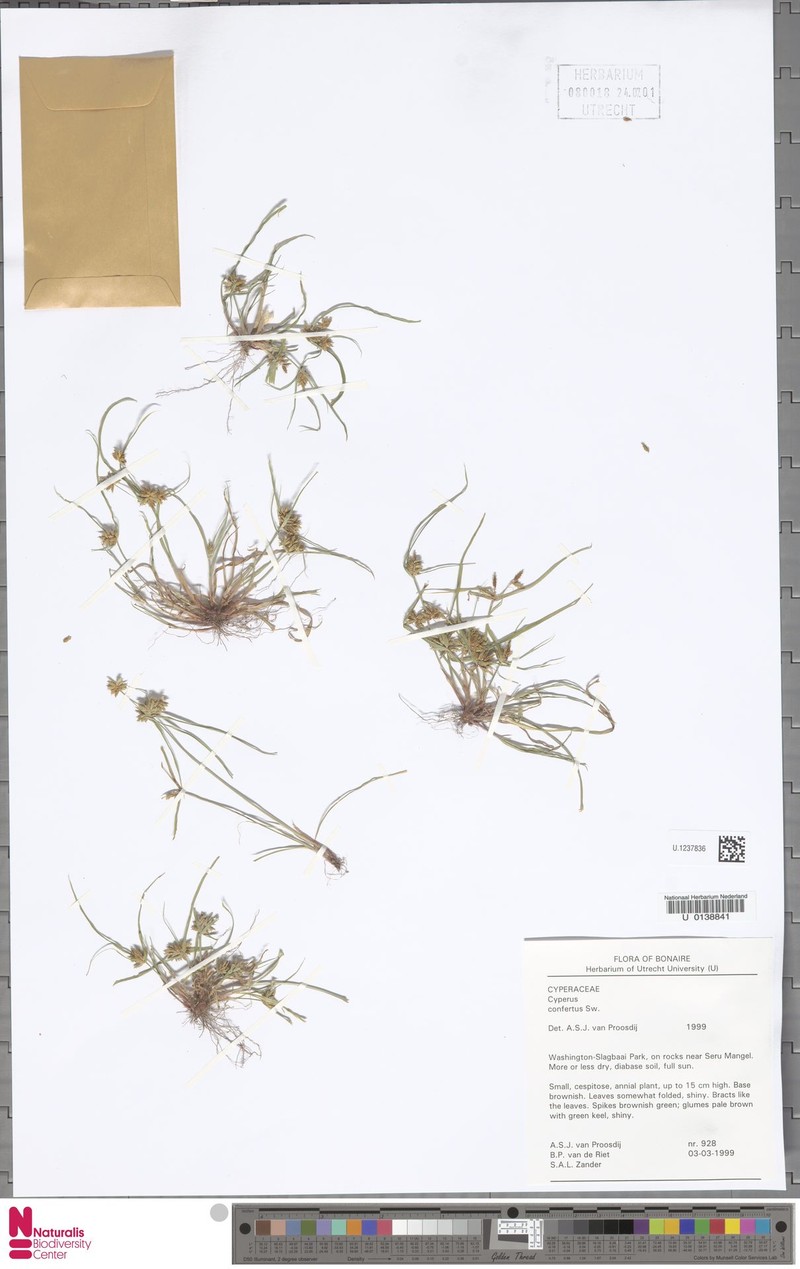 West Indian Flatsedge photo 4