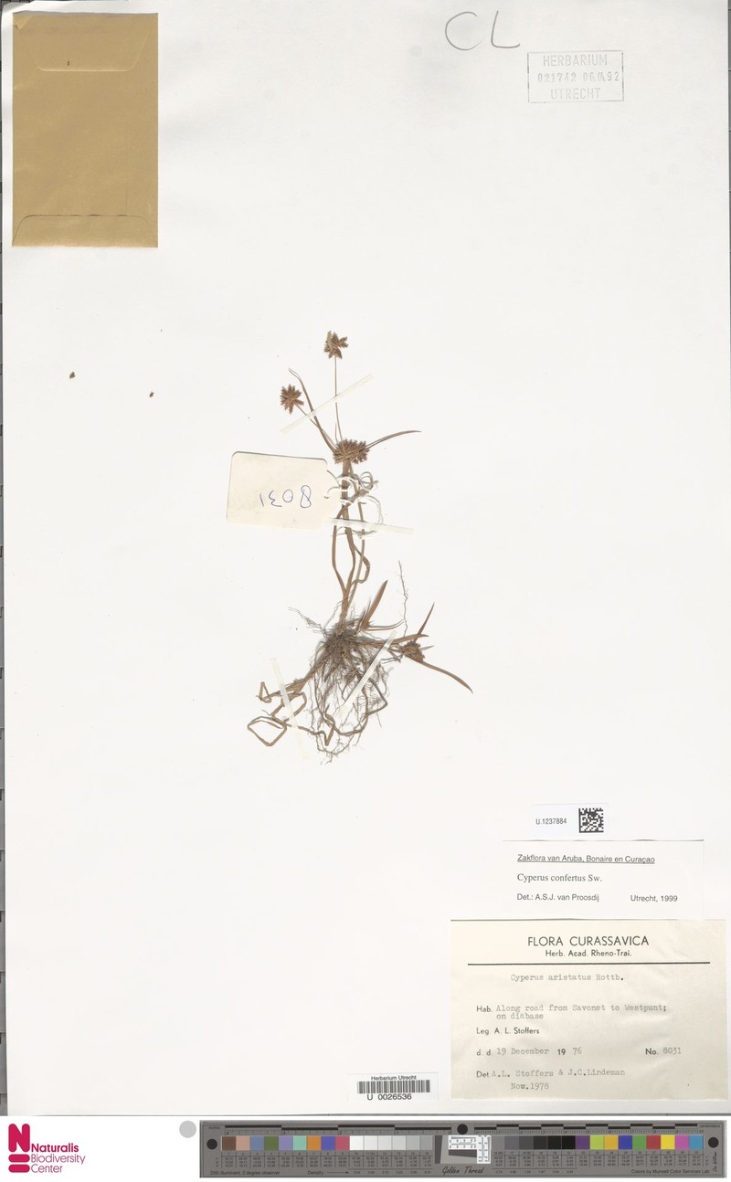 West Indian Flatsedge photo 6