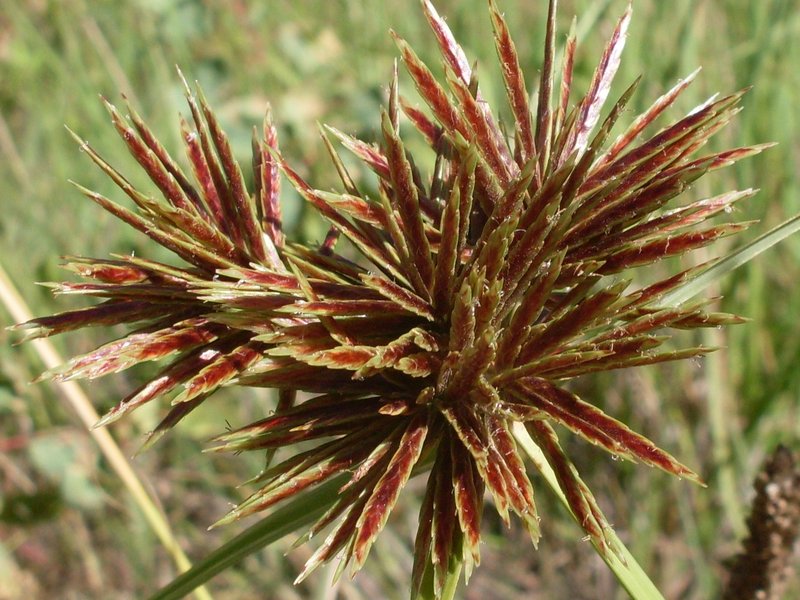 Clustered Flatsedge