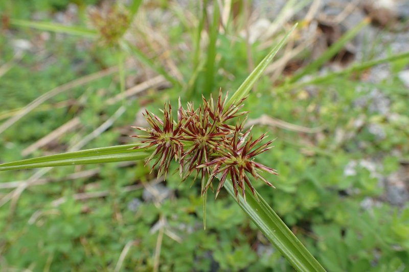 Clustered Flatsedge photo 2