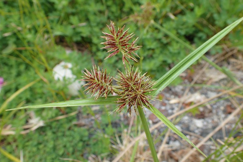 Clustered Flatsedge photo 3