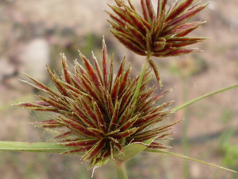 Clustered Flatsedge photo 4