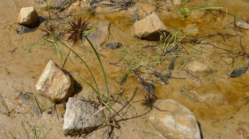Clustered Flatsedge photo 5
