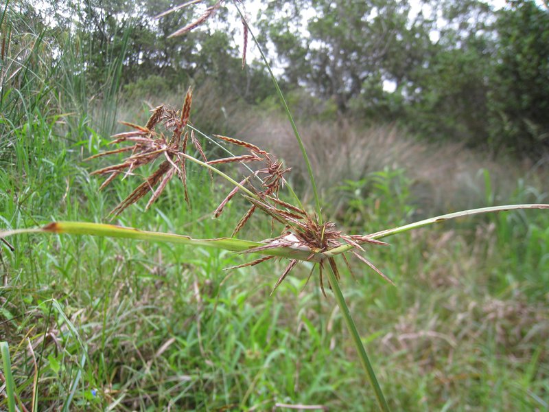 Clustered Flatsedge photo 6