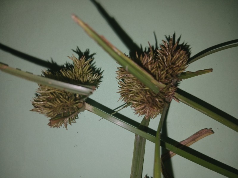 Cyperus conglobatus