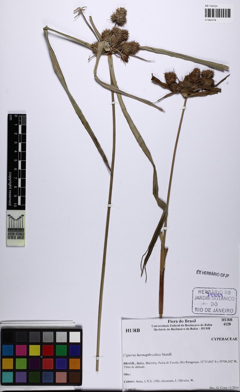Cyperus conglobatus photo 3