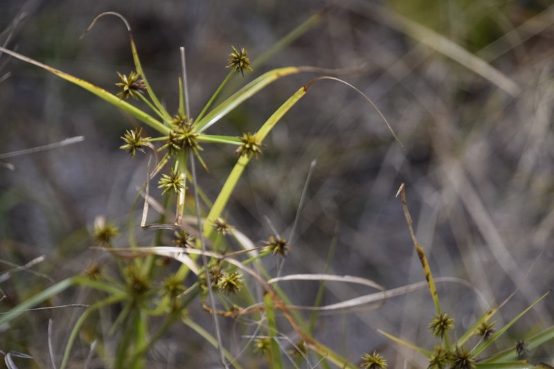 Baldwin's Flatsedge
