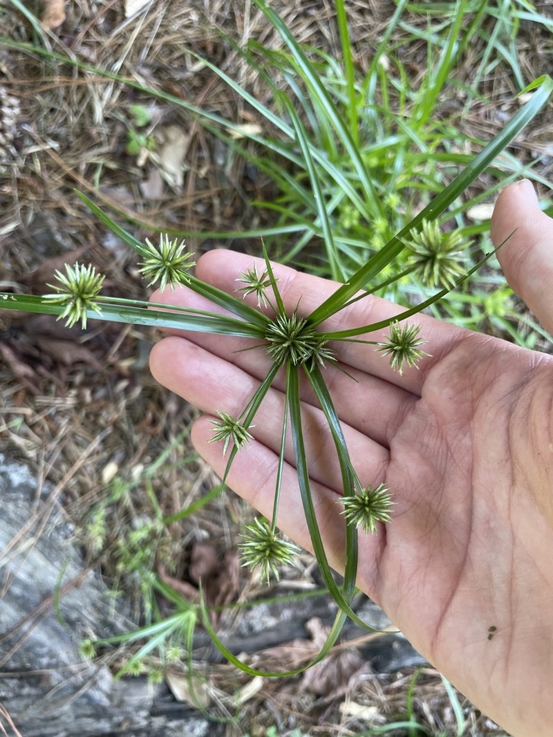 Baldwin's Flatsedge photo 2