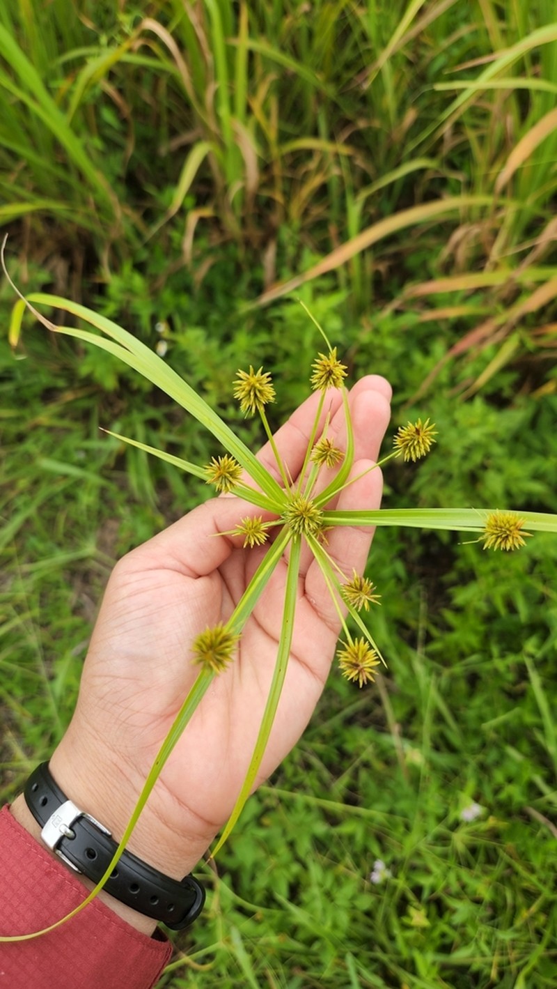 Baldwin's Flatsedge photo 3