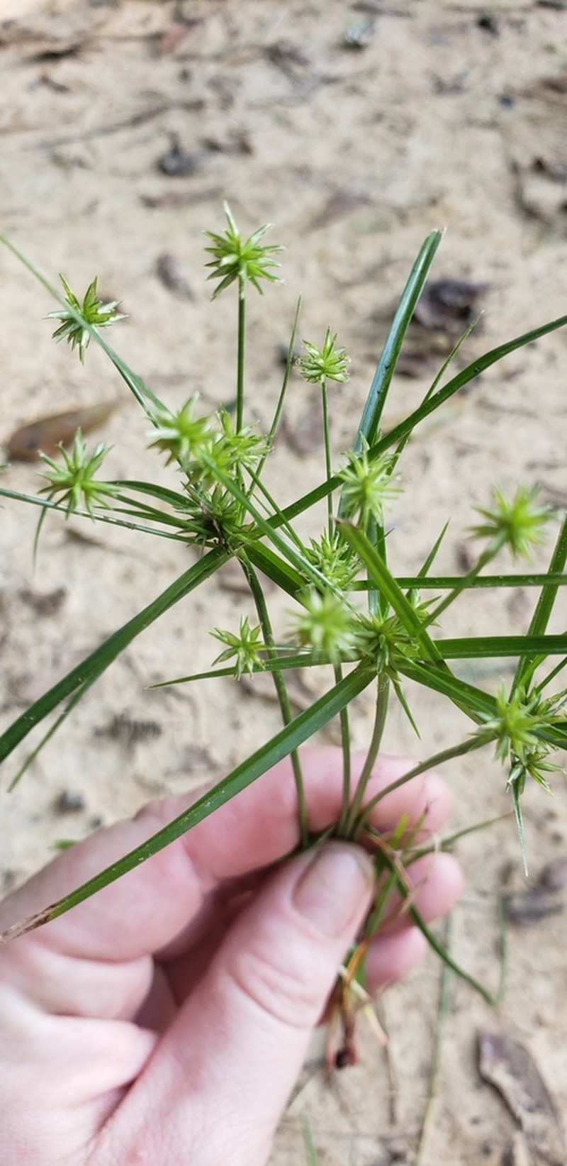 Baldwin's Flatsedge photo 4