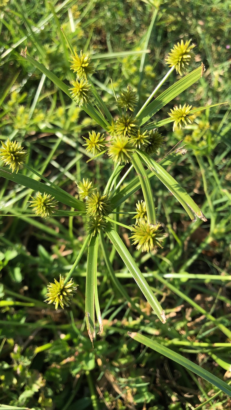 Baldwin's Flatsedge photo 5
