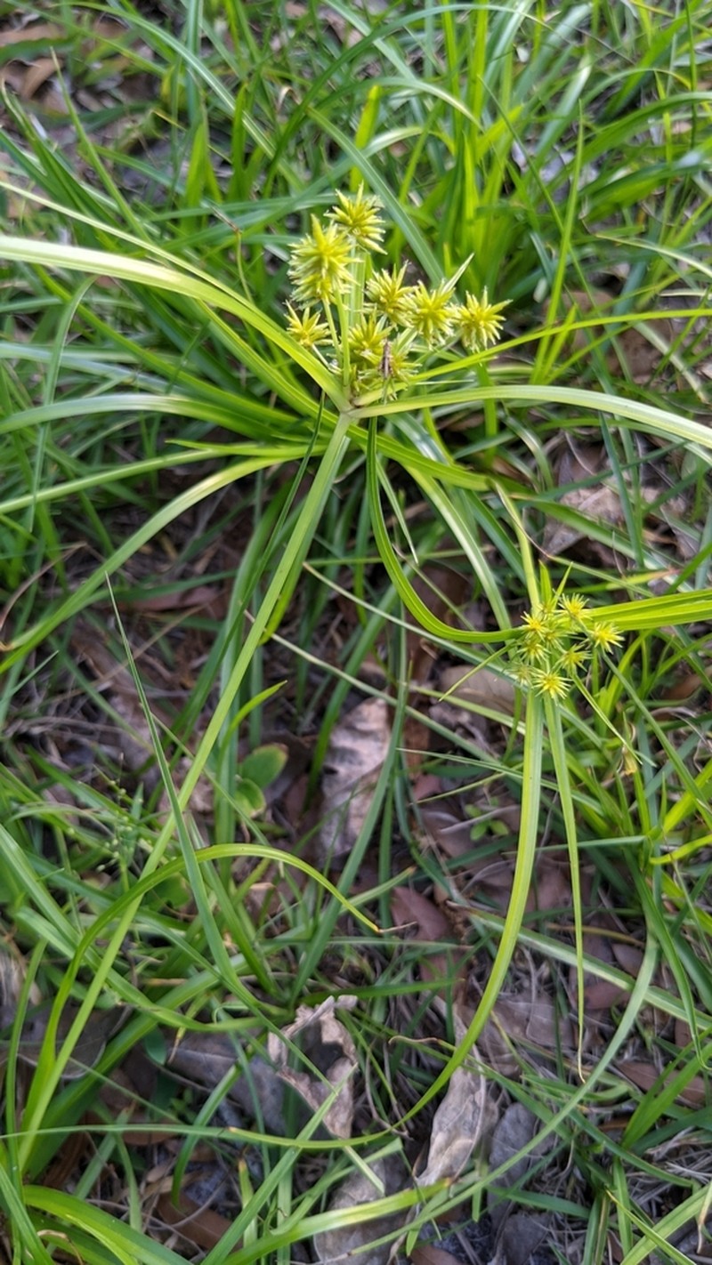 Baldwin's Flatsedge photo 6