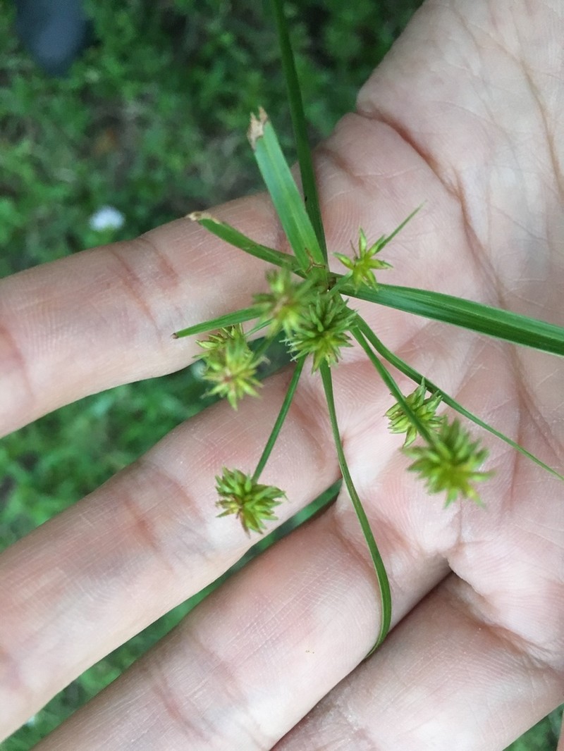 Baldwin's Flatsedge photo 7