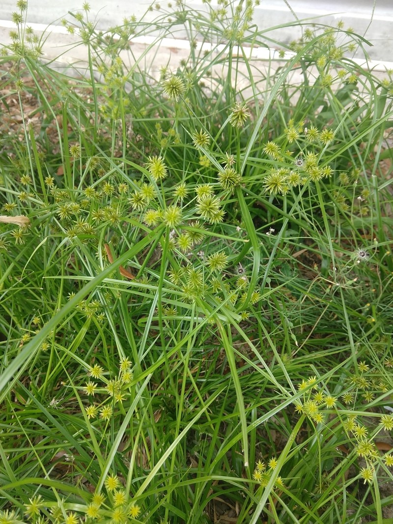 Baldwin's Flatsedge photo 8