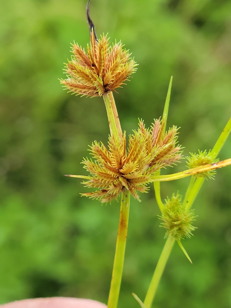 Coastal Plain Flatsedge