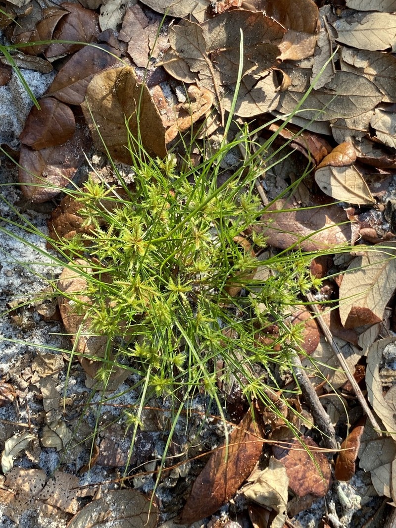 Coastal Plain Flatsedge photo 2