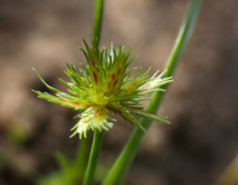 Coastal Plain Flatsedge photo 3