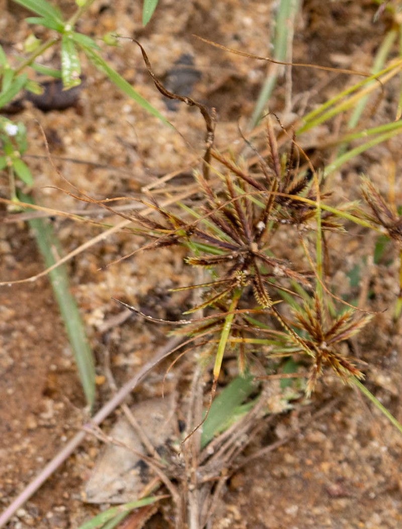 Coastal Plain Flatsedge photo 4