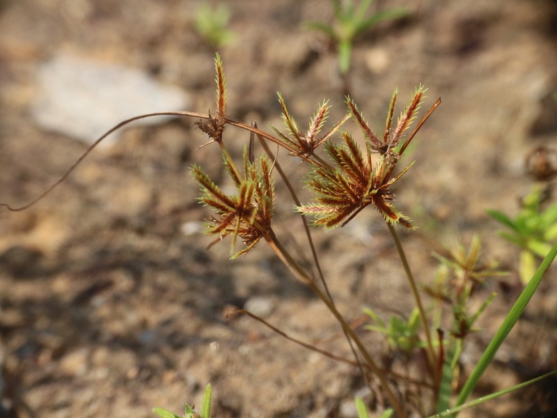 Coastal Plain Flatsedge photo 5
