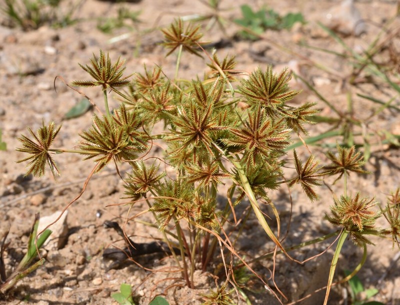 Coastal Plain Flatsedge photo 6