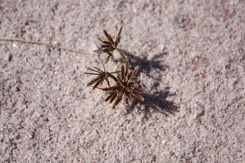 Coastal Plain Flatsedge photo 7