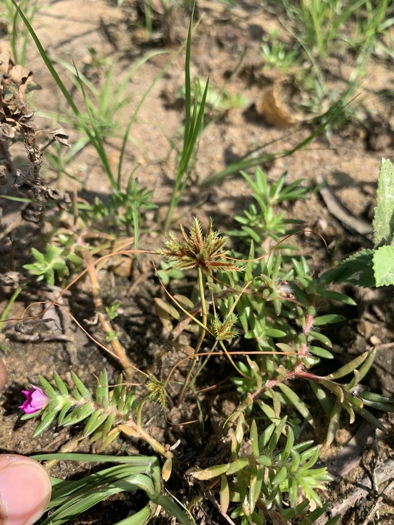 Coastal Plain Flatsedge photo 8