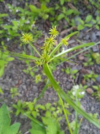 Old World Flatsedge