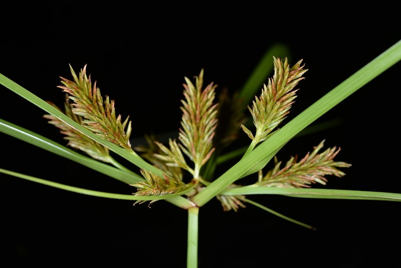 Old World Flatsedge photo 2