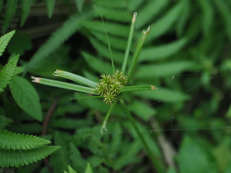 Old World Flatsedge photo 4