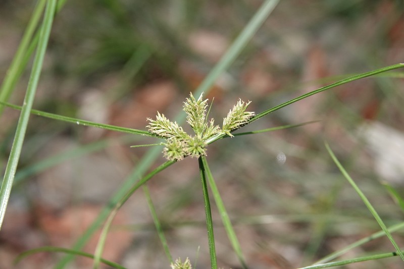 Old World Flatsedge photo 5