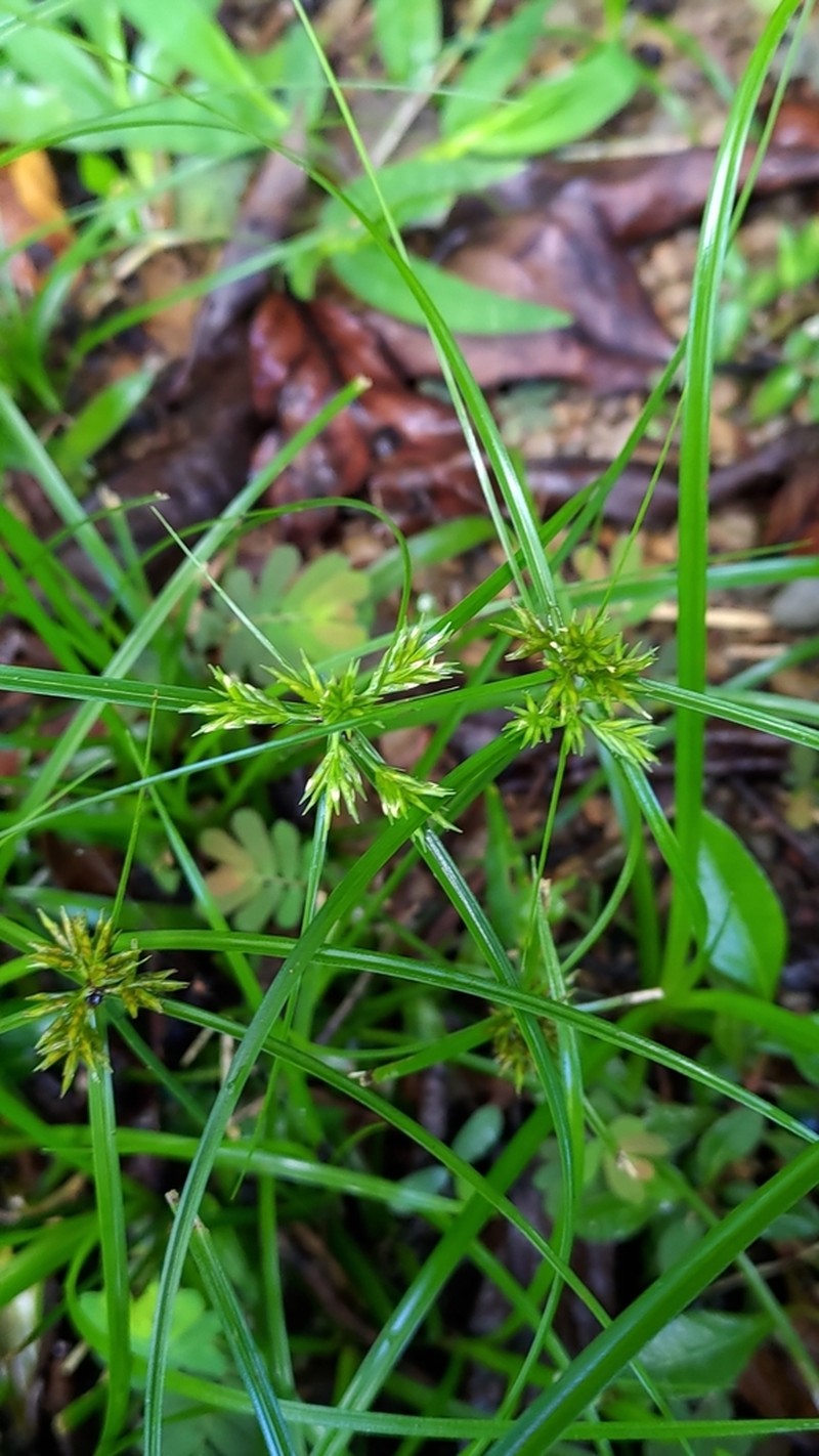 Old World Flatsedge photo 6