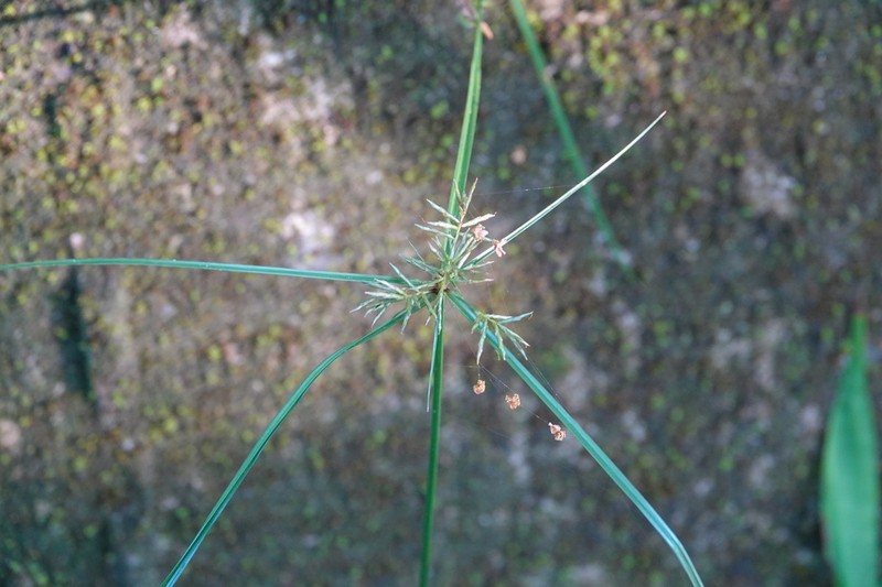 Old World Flatsedge photo 7