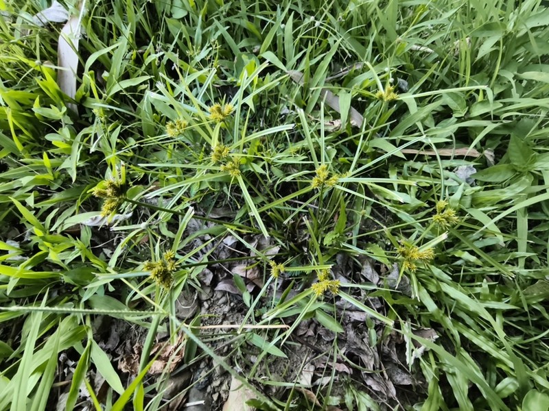 Old World Flatsedge photo 8