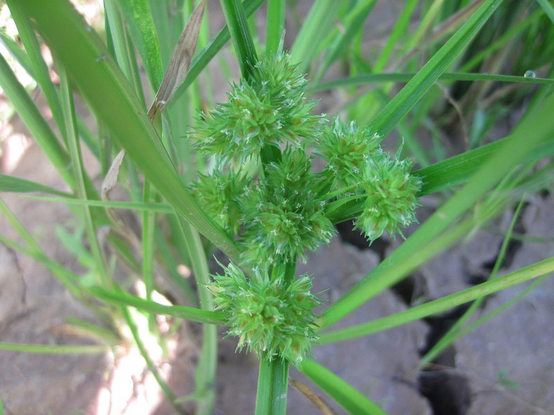 Pacific Island Flatsedge photo 3