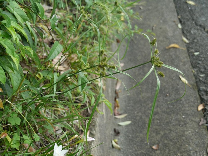 Pacific Island Flatsedge