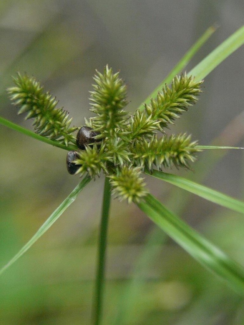 Pacific Island Flatsedge photo 4