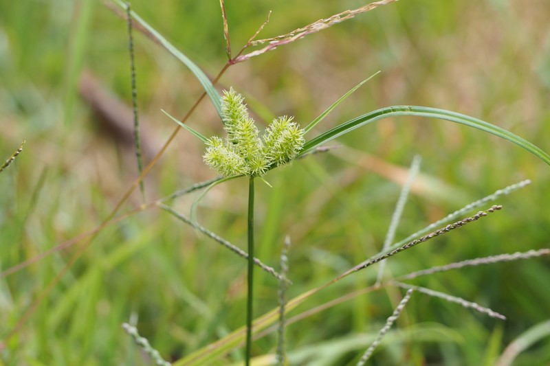Pacific Island Flatsedge photo 2