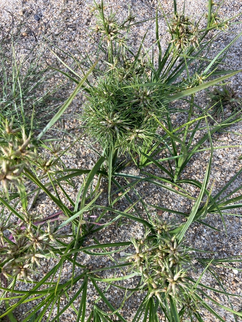Toothed Flatsedge