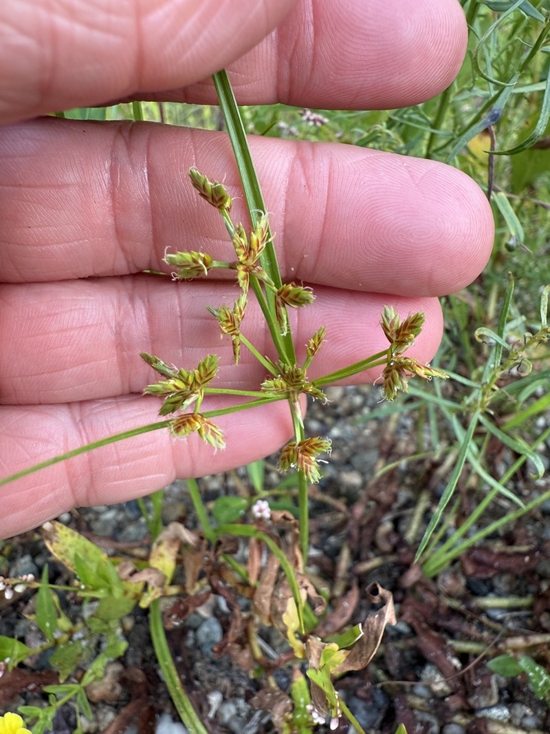Toothed Flatsedge photo 2