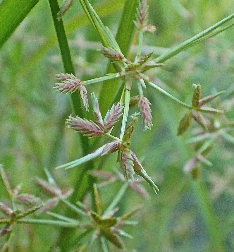 Toothed Flatsedge photo 3