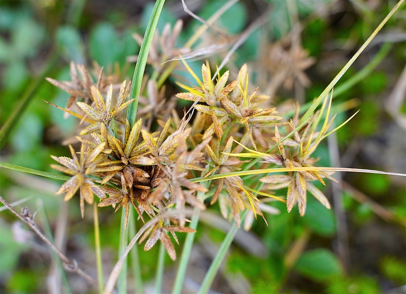 Toothed Flatsedge photo 4