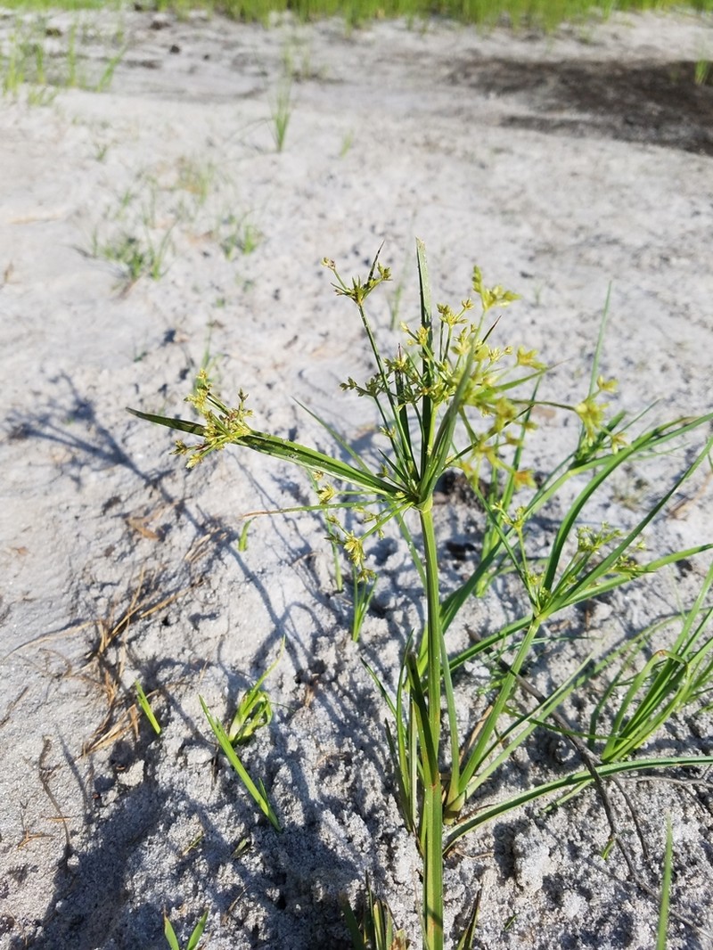 Toothed Flatsedge photo 6