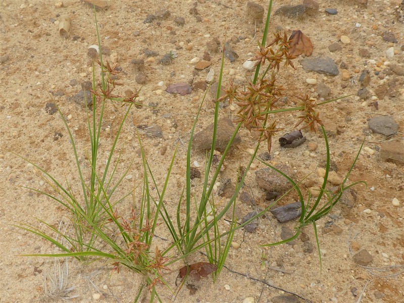 Toothed Flatsedge photo 7